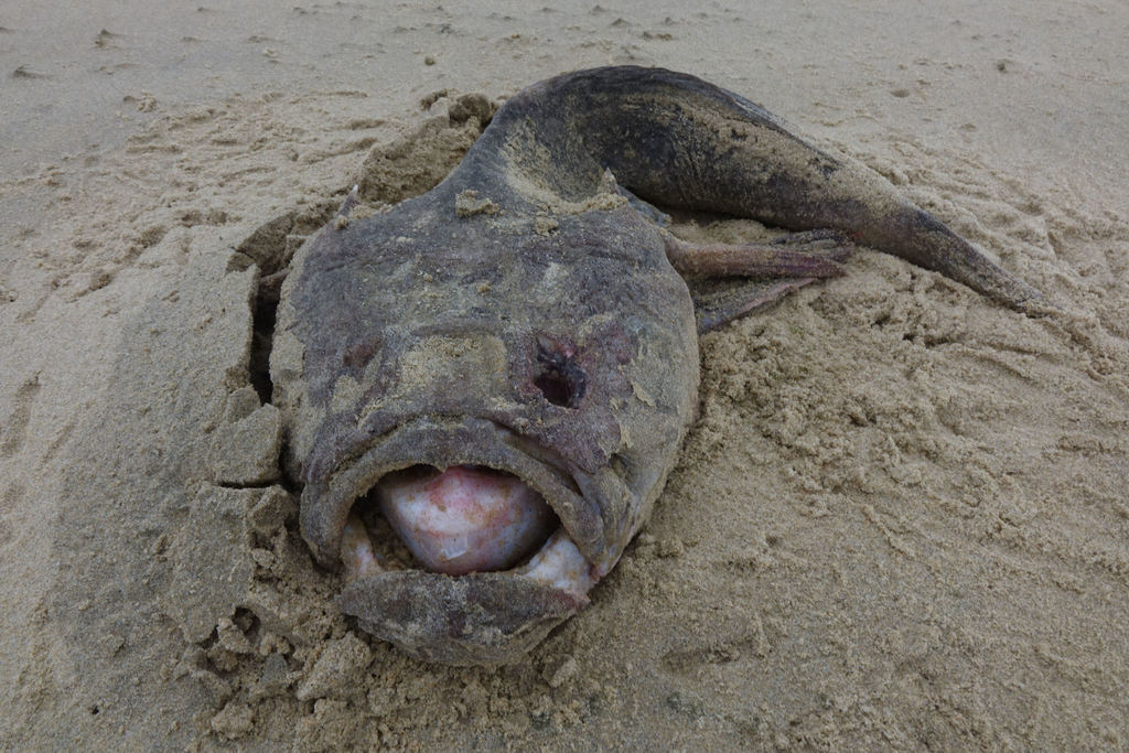 Giant stargazer (Kathetostoma giganteum) — Uranoscopidae