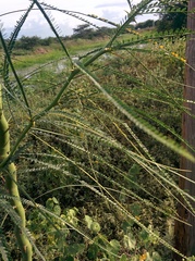 Parkinsonia aculeata