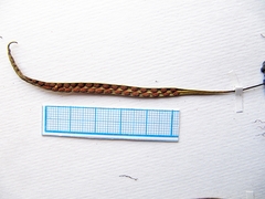 Lepisorus ussuriensis