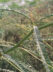 Parkinsonia aculeata