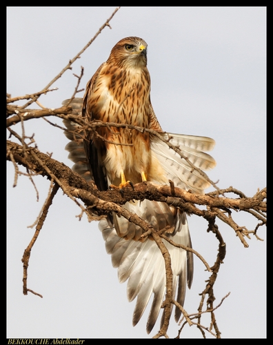 Atlas Long-legged Buzzard