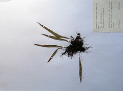 Lepisorus ussuriensis