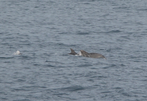 Common Bottlenose Dolphin