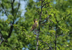Crataegus chlorosarca
