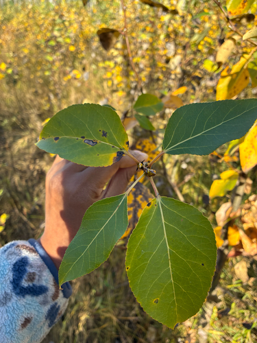 balsam poplar