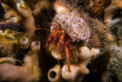 Dardanus crassimanus