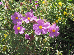 Cistus creticus creticus