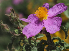 Cistus creticus creticus