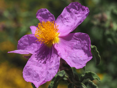 Cistus creticus creticus