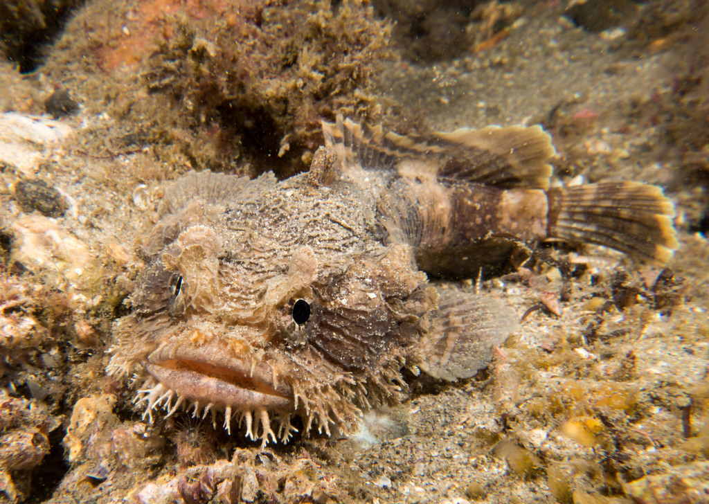 Oostelijke padvis (Batrachomoeus dubius) — Batrachoididae