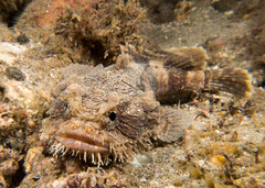 Batrachomoeus dubius