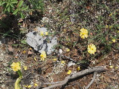 Fumana arabica