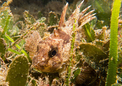 Centropogon australis