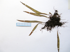 Lepisorus ussuriensis