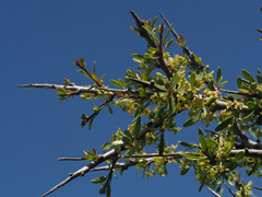 Rhamnus oleoides