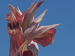 Bilamellaria