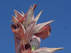 Bilamellaria