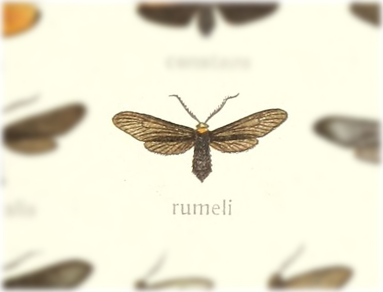 Triprocris ruemelii
