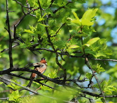 Crataegus chlorosarca