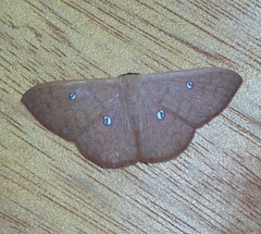 Semaeopus illimitata