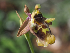 Ophrys fuciflora maxima