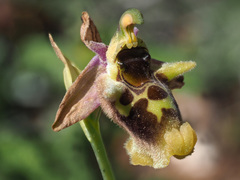 Ophrys fuciflora maxima