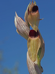Bilamellaria