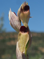 Bilamellaria