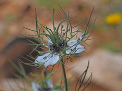 Nigella