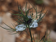 Nigella