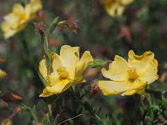 Fumana arabica