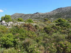 Cistus creticus eriocephalus
