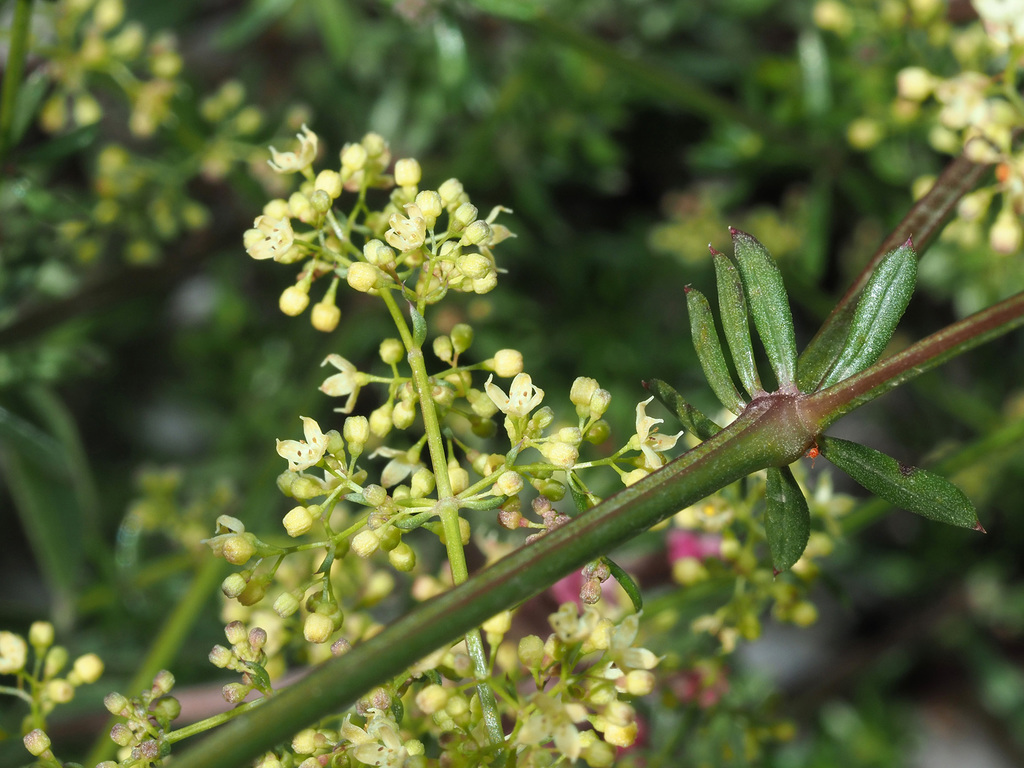 Heldreich's Bedstraw