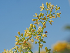 Galium heldreichii