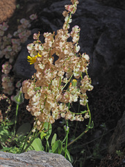 Rumex tuberosus creticus
