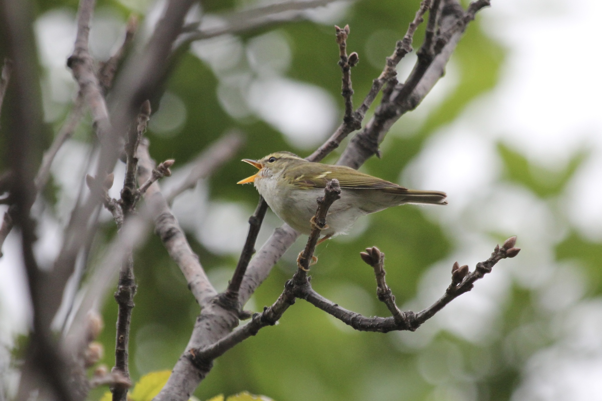 Claudia's Leaf Warbler