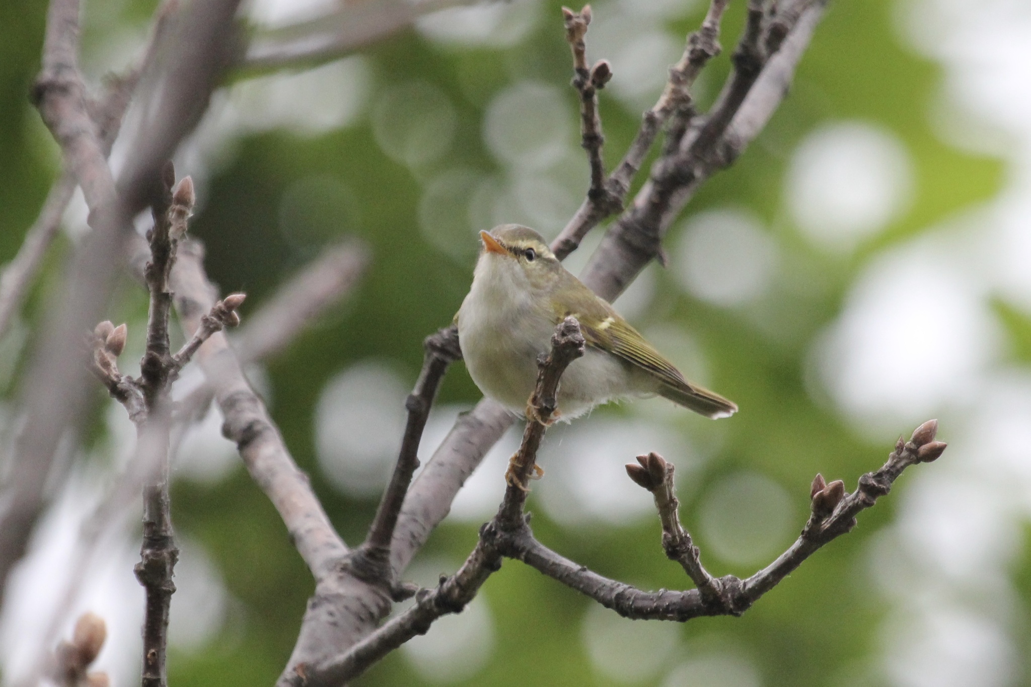 Claudia's Leaf Warbler