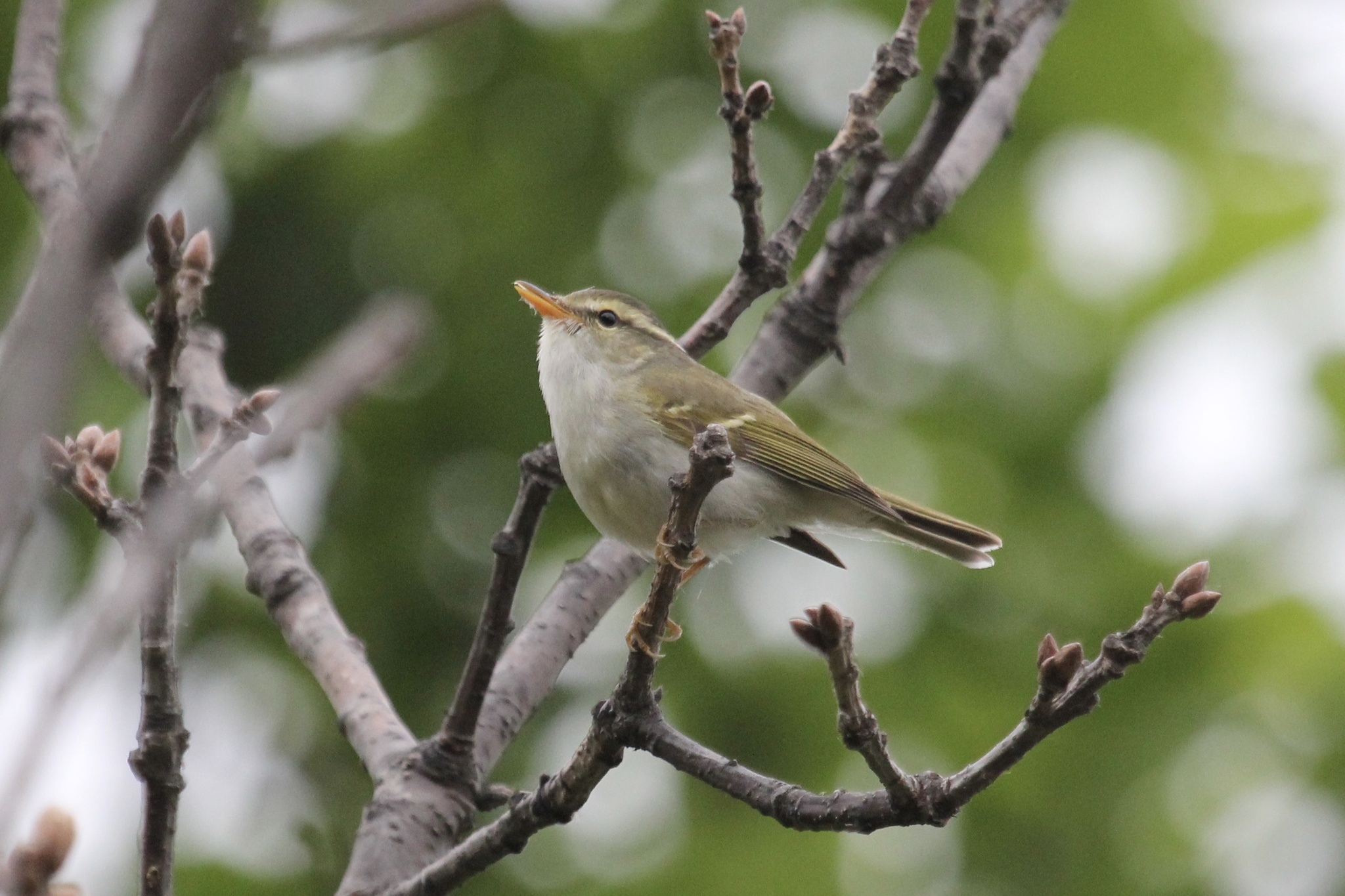 Claudia's Leaf Warbler