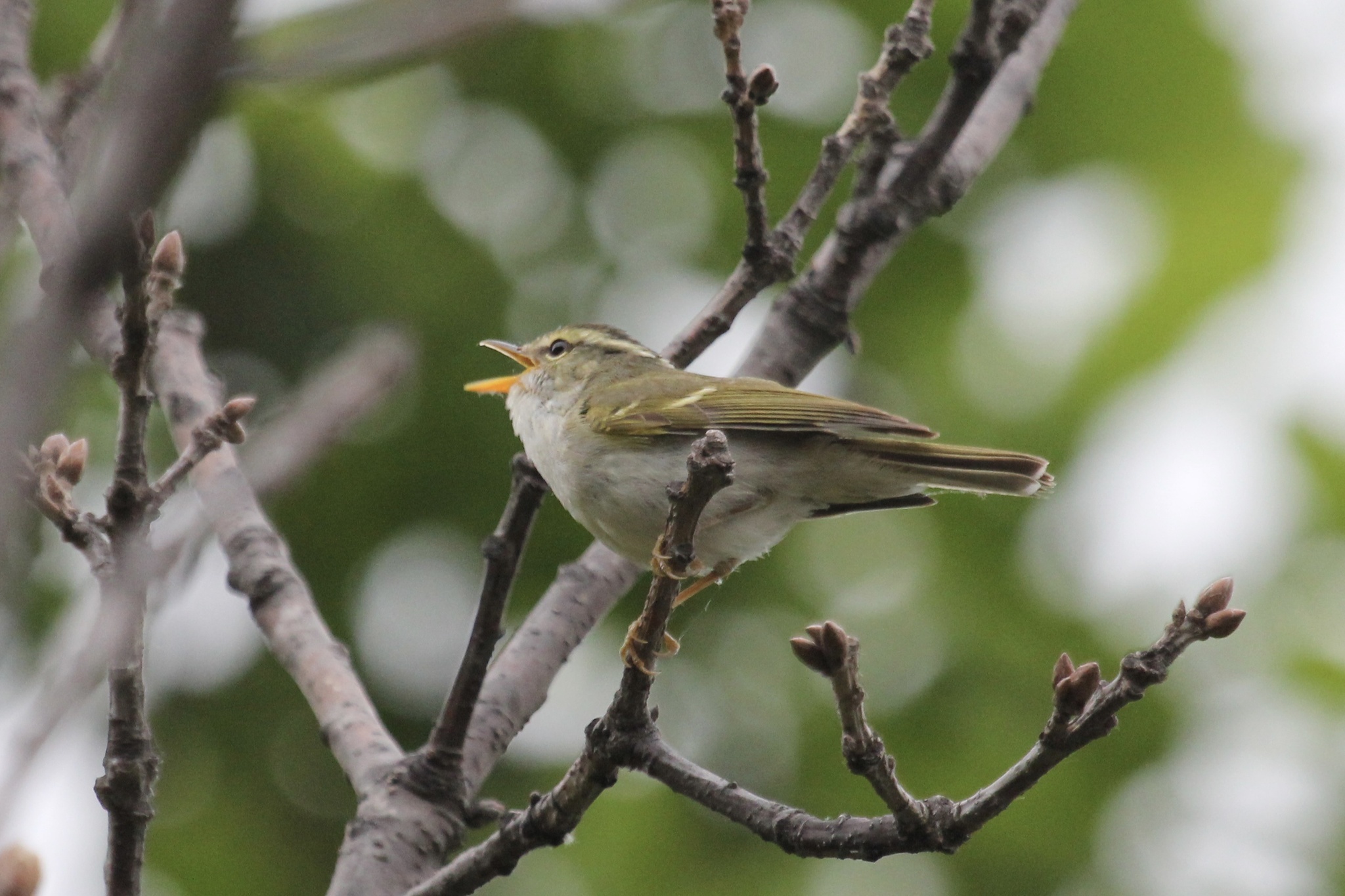 Claudia's Leaf Warbler