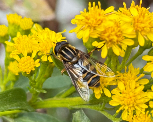 Unknown species found near New York County, US-NY, US