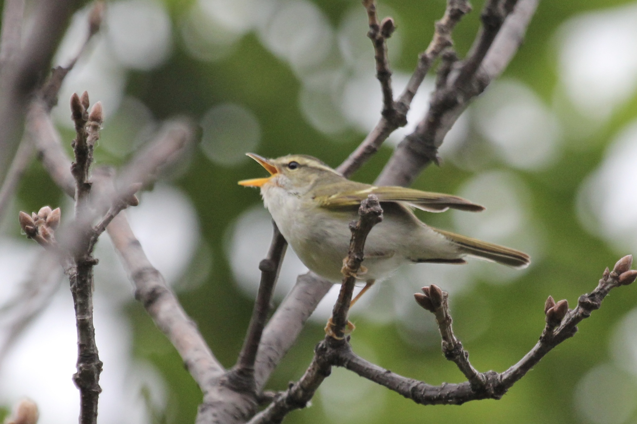 Claudia's Leaf Warbler
