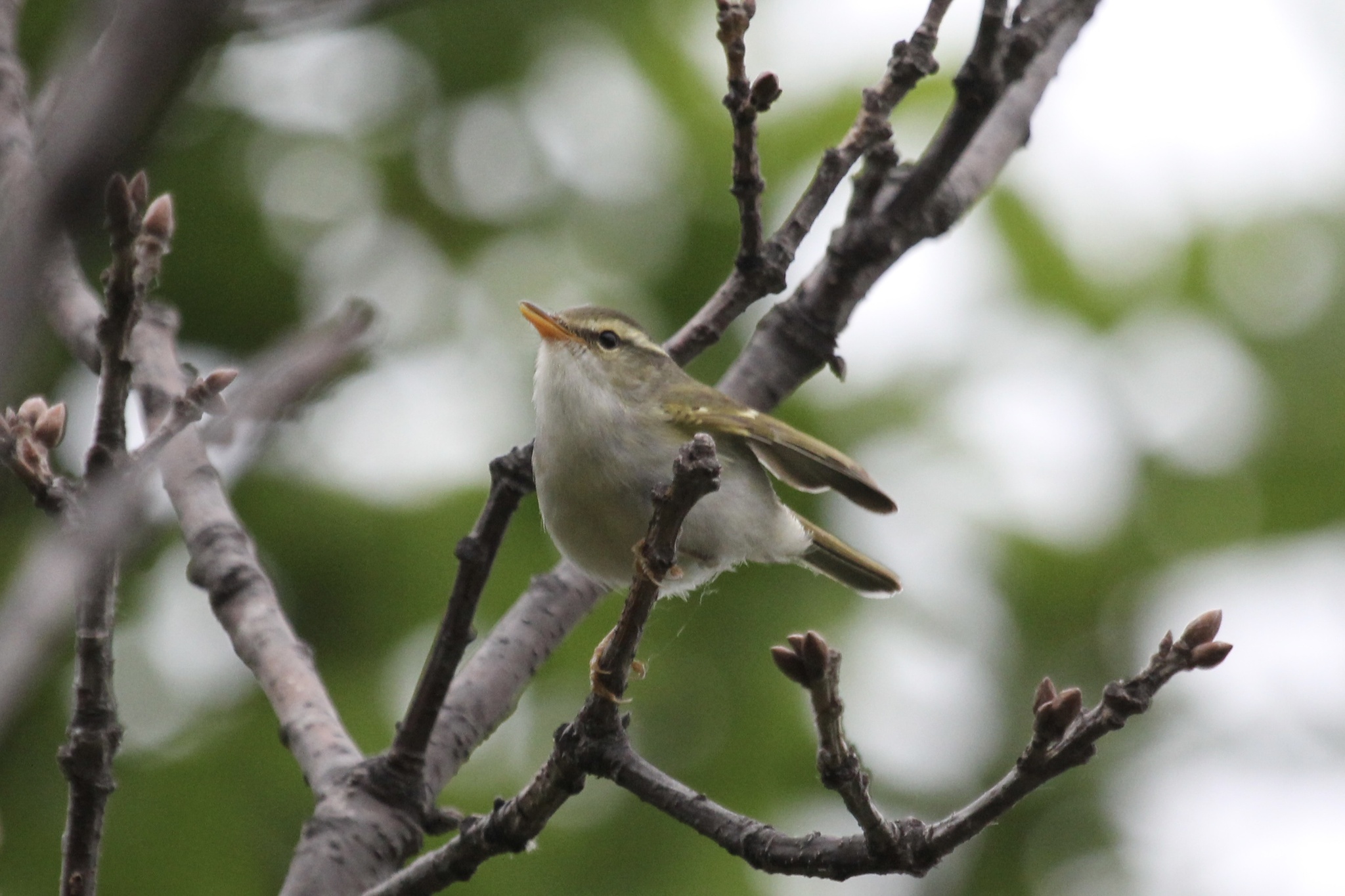 Claudia's Leaf Warbler