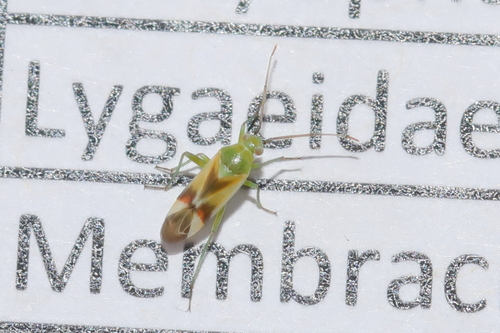 Megalodactylus macularubra