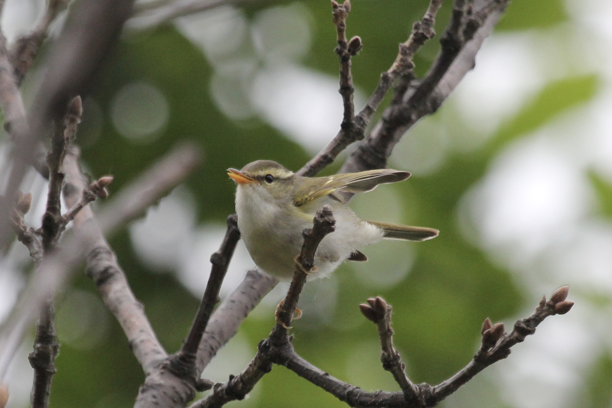 Claudia's Leaf Warbler
