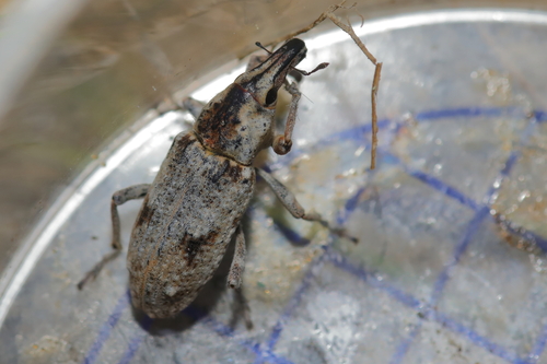 Asproparthenis crotchi