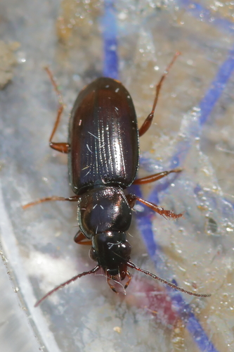 Pogonus chalceus