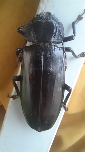 Mallodon spinibarbis