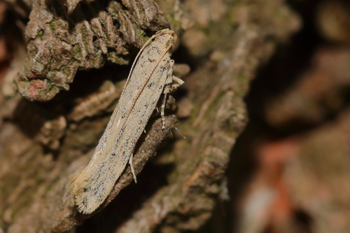 Parapodia sinaica