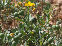 Lutzia cretica