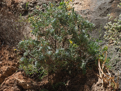 Lutzia cretica